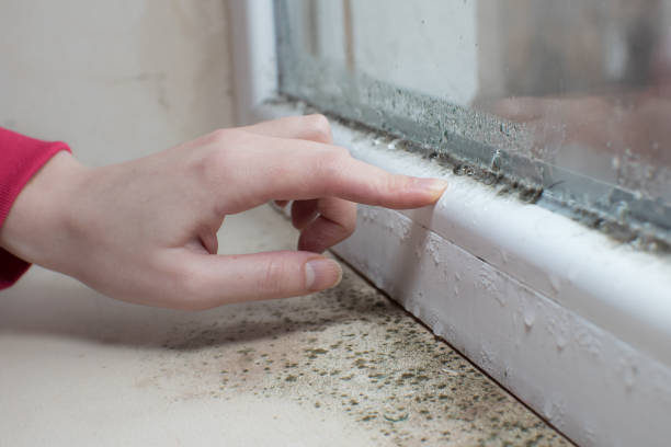 Best Emergency Mold Remediation  in Murrieta, CA